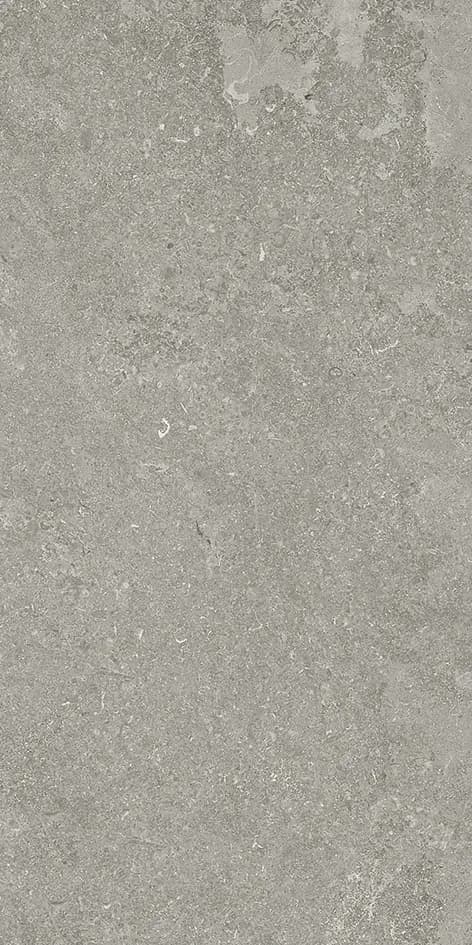 Crosscut Fossil, Field tile, Rectangle, 12×24, Matte