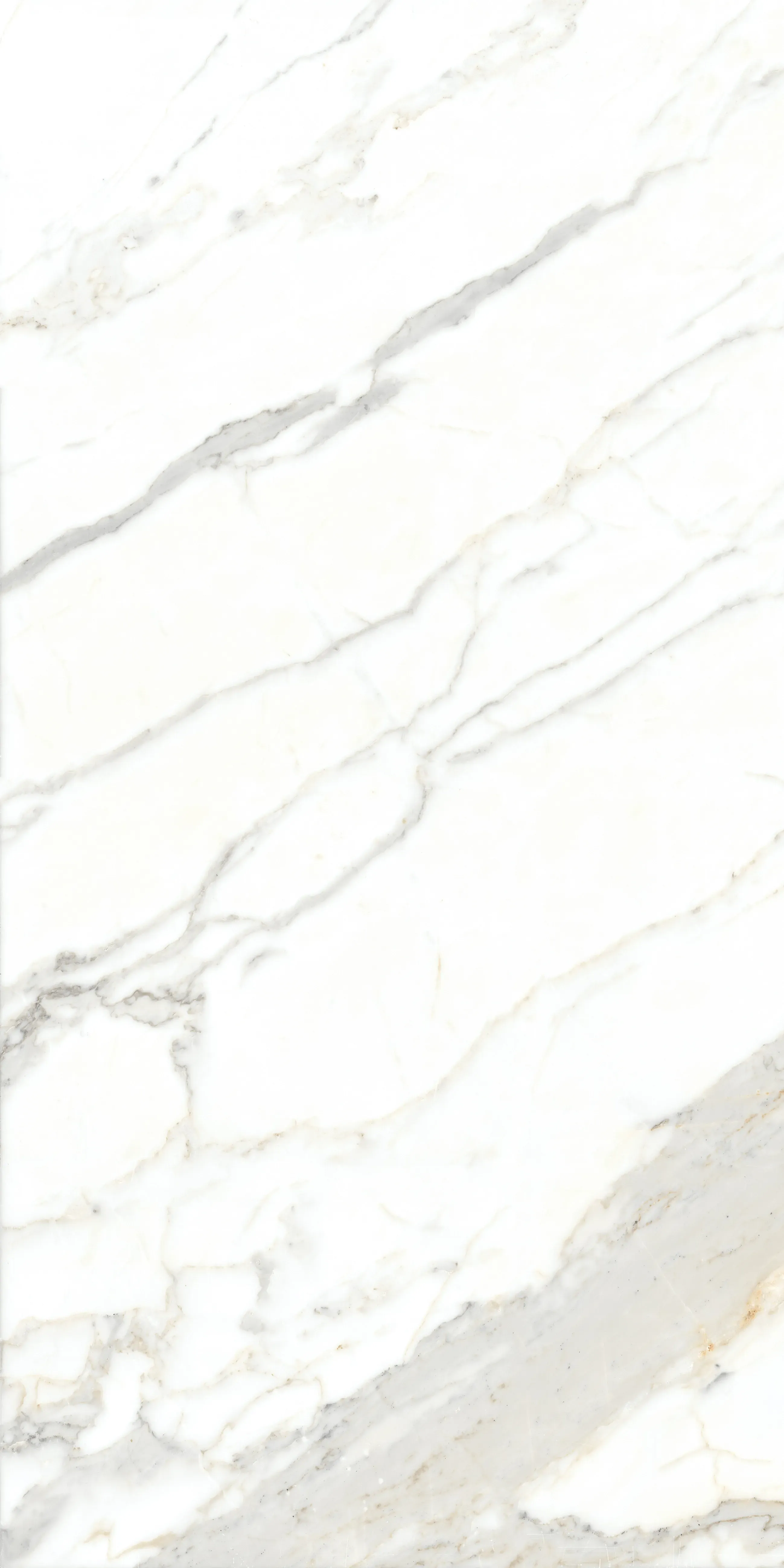 Bianco Calacatta, Field tile, Square, 24×24, Polished